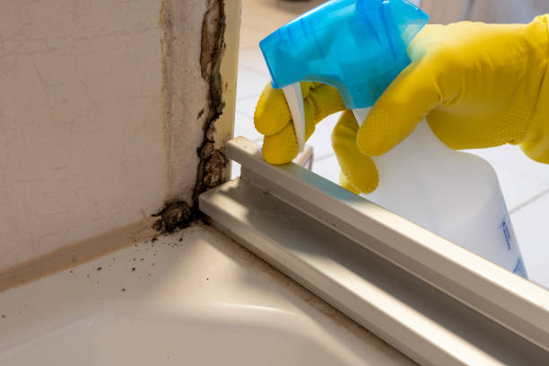 Best Post-Flood Mold Remediation in Warren, MN