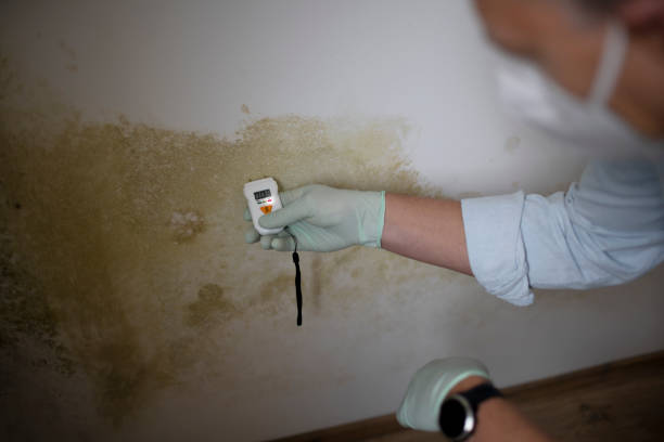 Best Industrial Mold Remediation in Warren, MN