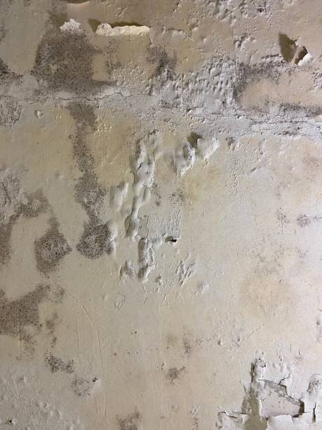 Best Bathroom Mold Remediation in Warren, MN