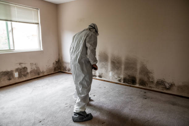Best Attic Mold Remediation in Warren, MN