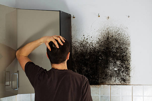 Best Kitchen Mold Remediation in Warren, MN